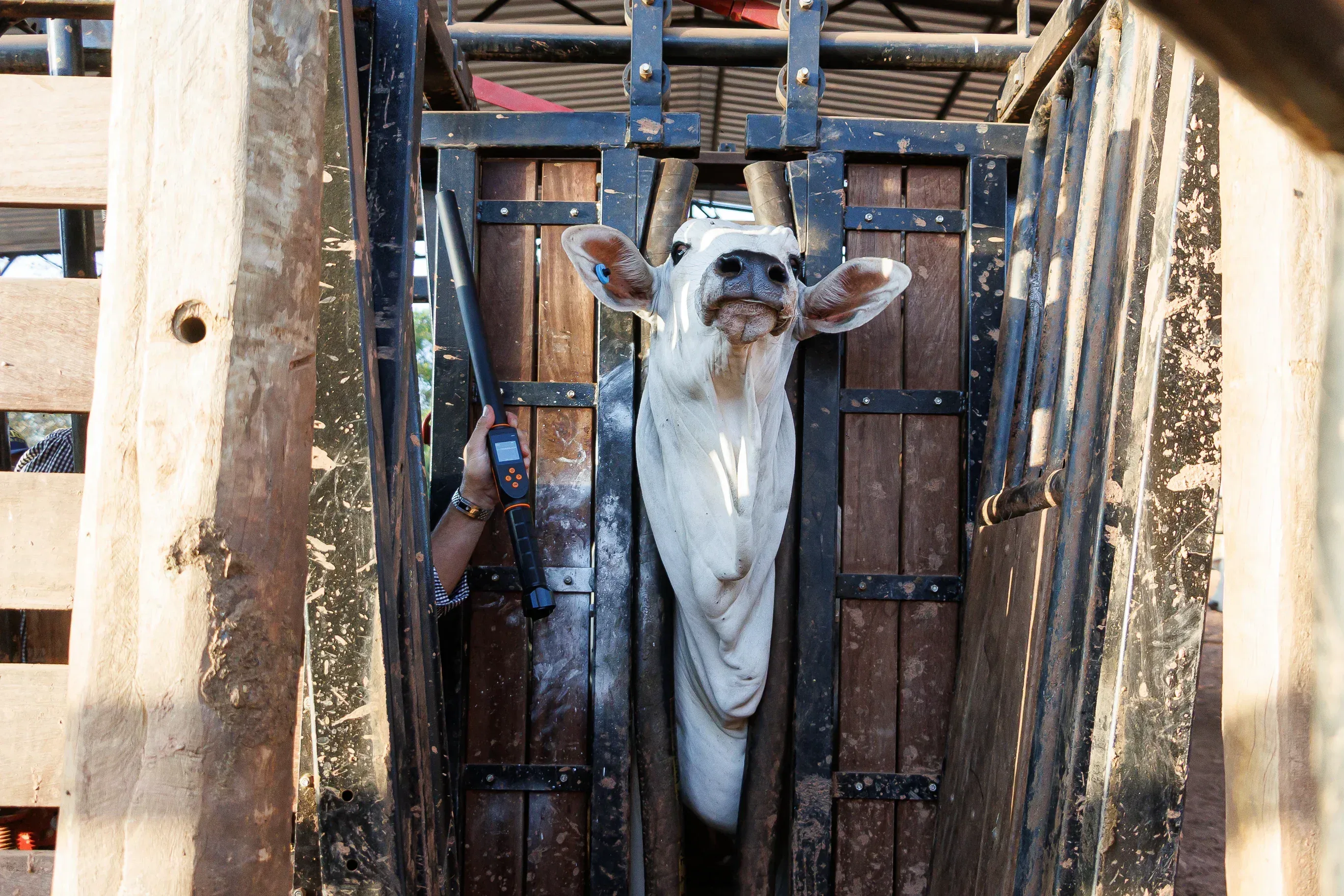 Bastão Leitor RC225 Pecfort