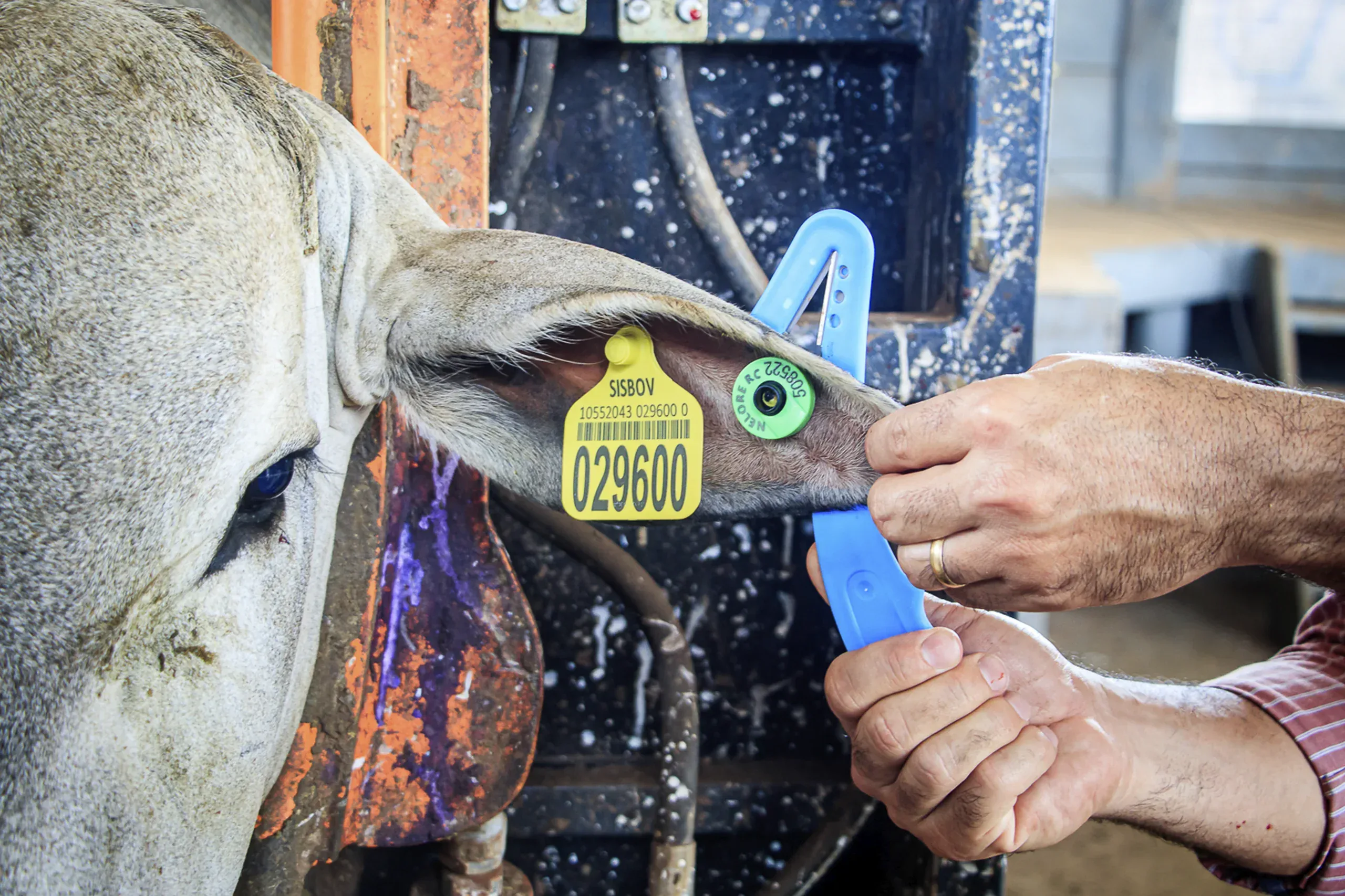 Extrator de Identificadores Animais Pecfort