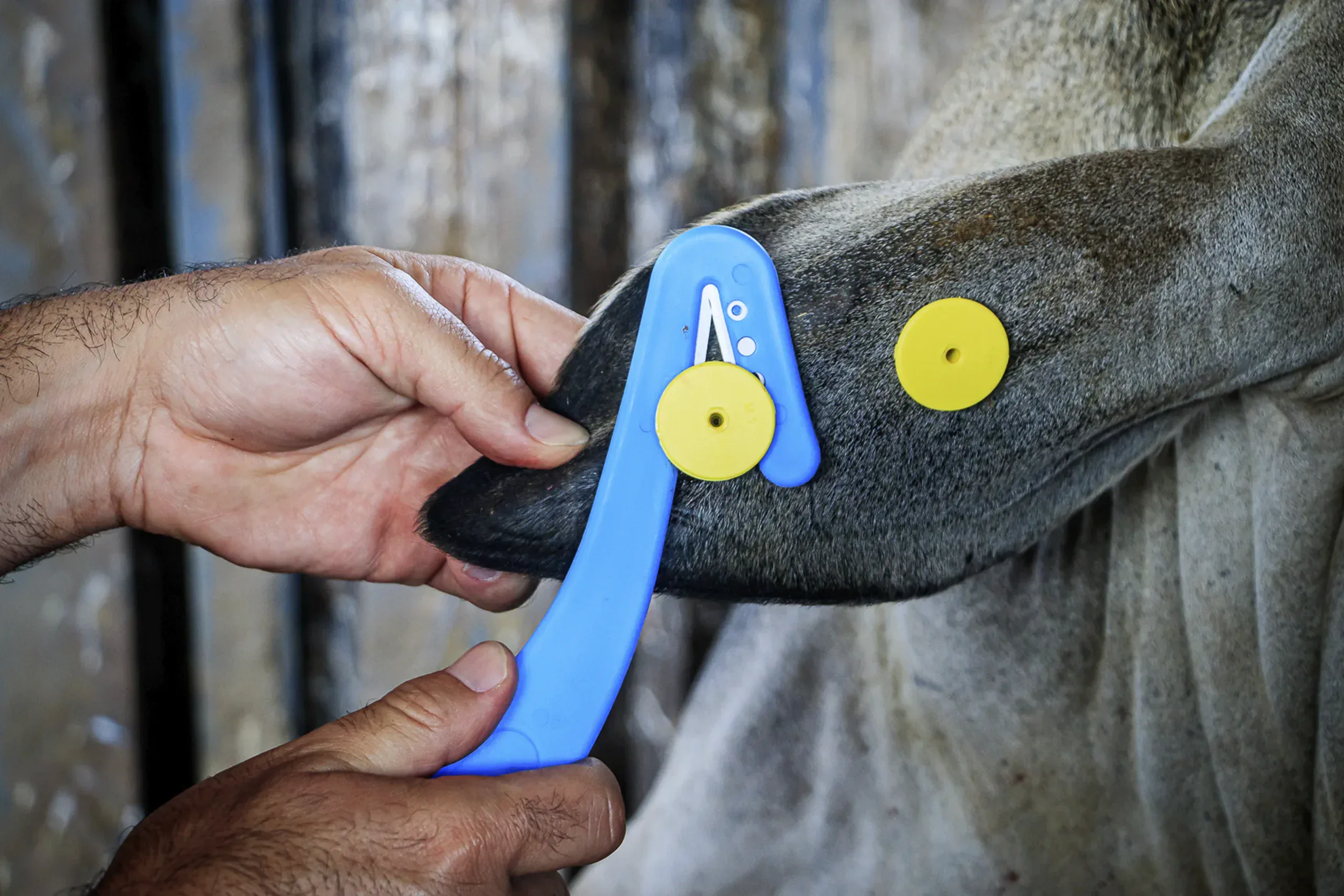 Extrator de Identificadores Animais Pecfort