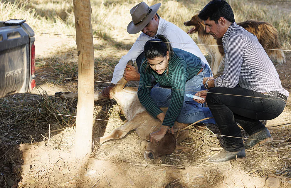 Chip Subcutâneo Pecfort