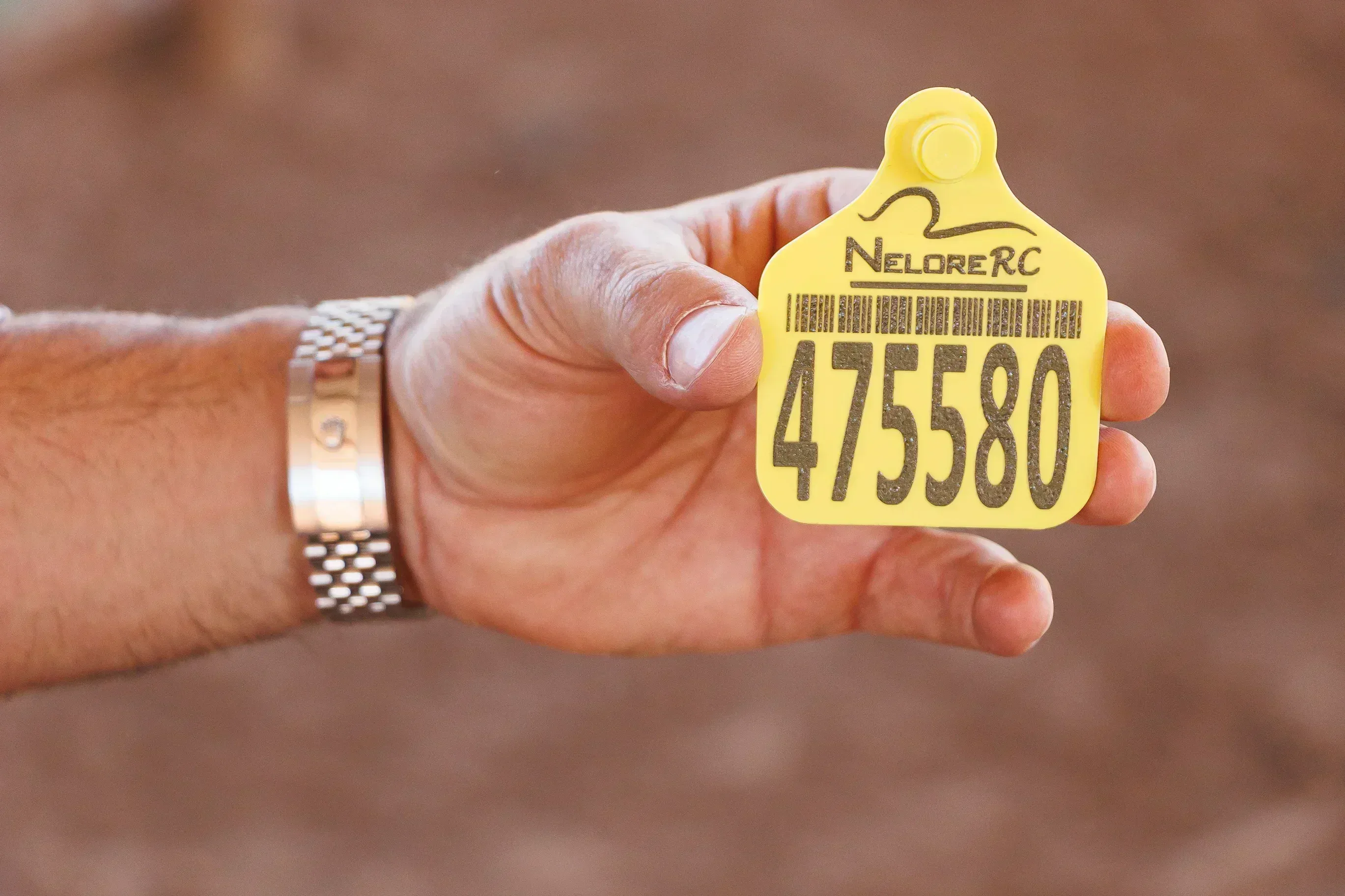 Brinco Grande – detalhado