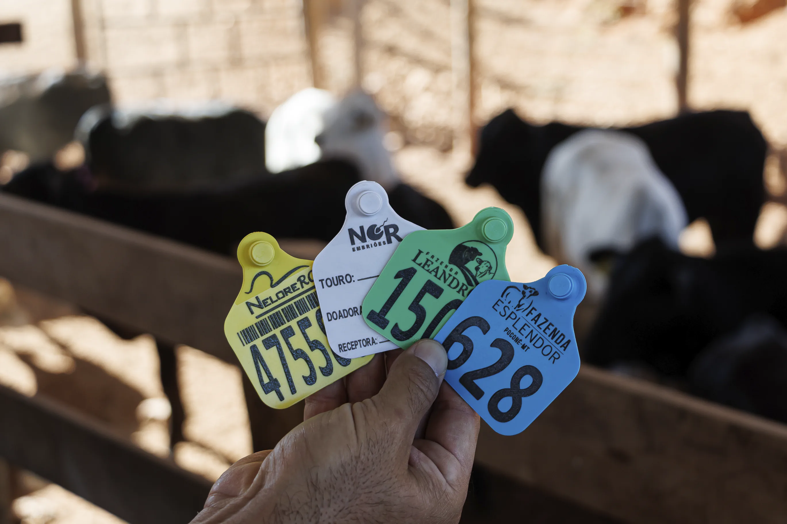 Identificador Grande Pecfort