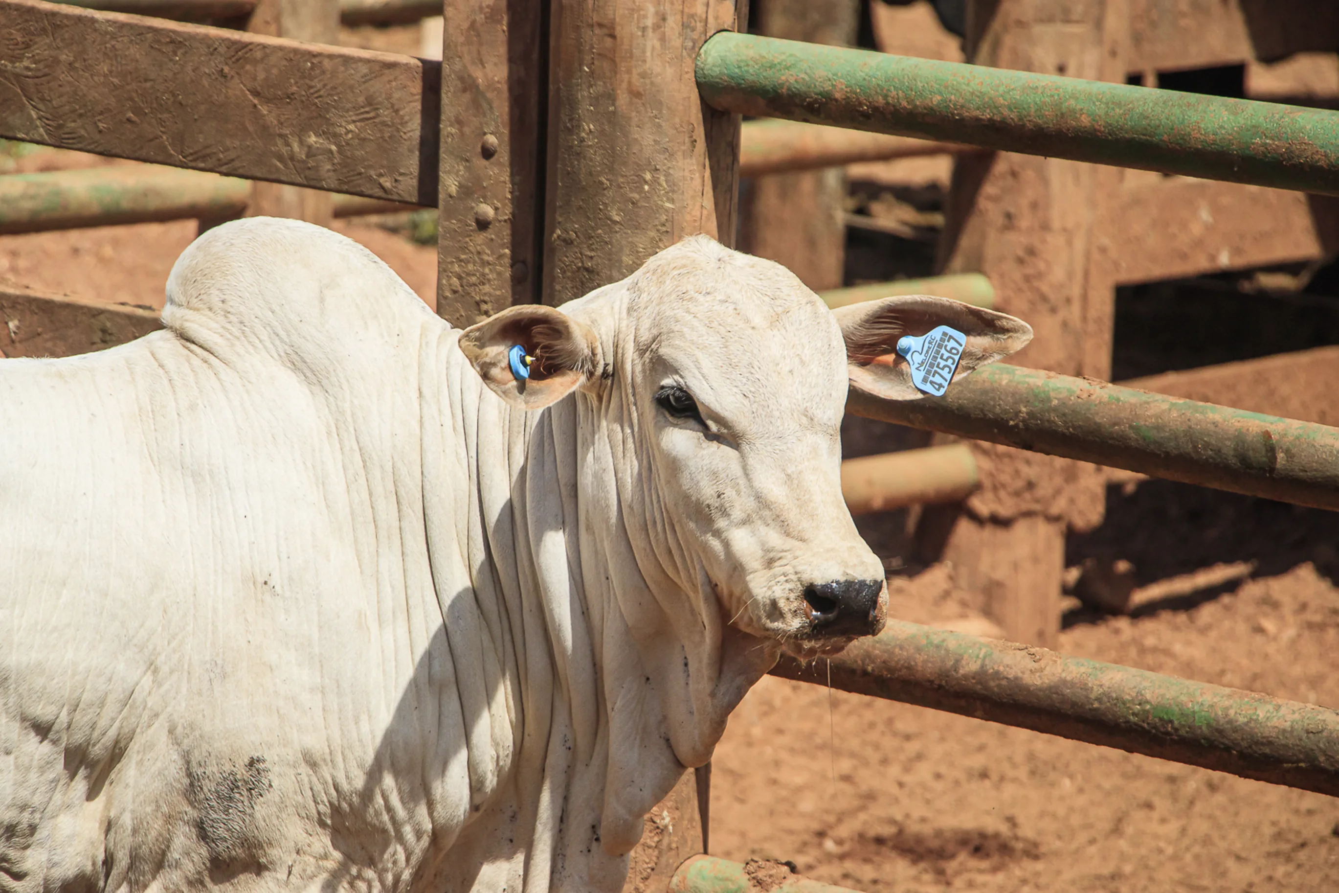 Identificador Médio Pecfort
