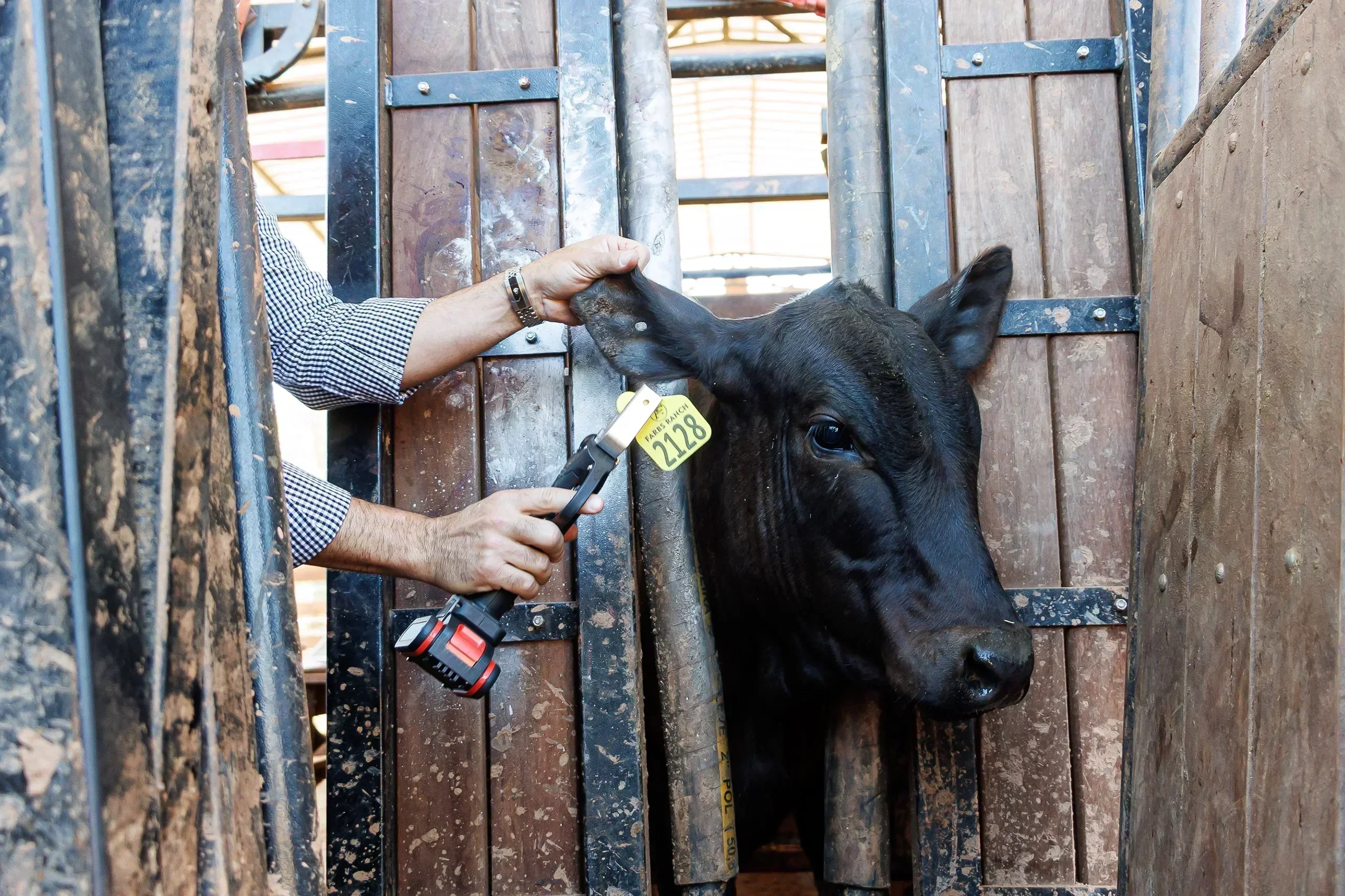 Aplicador Elétrico para Identificação Animal Pecfort